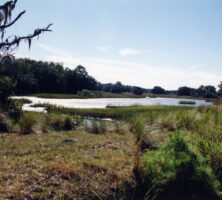 Sapelo Island Marsh