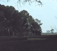 Sapelo Island