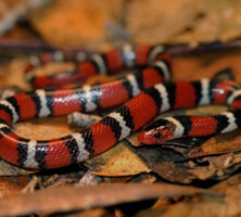 Scarlet Kingsnake