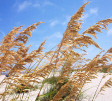 Sea Oats