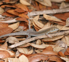 Six-Lined Racerunner