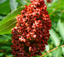 Smooth Sumac