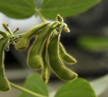 Soybean Pod