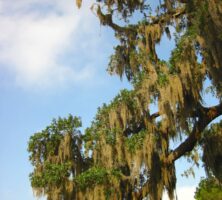 Spanish Moss