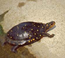 Spotted Turtle