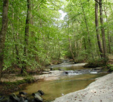 Stream Corridor