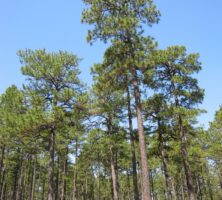 Longleaf Pines