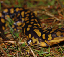 Tiger Salamander