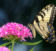 Tiger Swallowtail