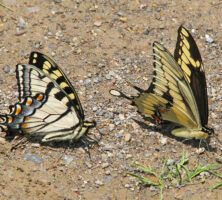 Tiger Swallowtails