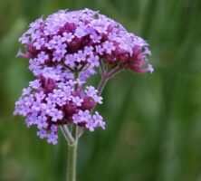 Upright Verbena