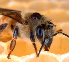 Varroa Mite