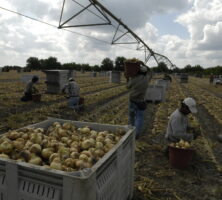 Vidalia Onions