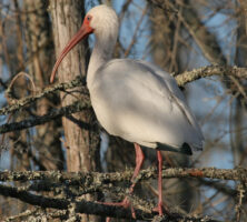 White Ibis