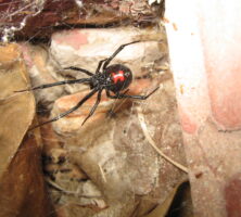 Widow Spider