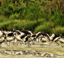 Wood Storks