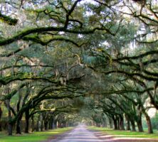 Wormsloe Entrance