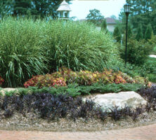 Xeriscape Gardening