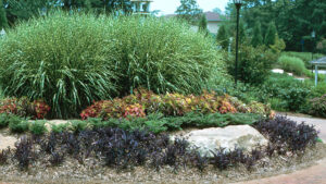 Xeriscape Gardening