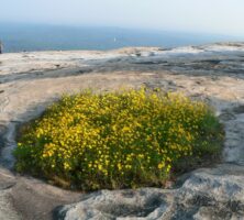 Stone Mountain Yellow Daisies