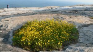 Plant Life on Granite Outcrops