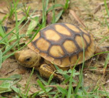 Young Gopher Tortoises