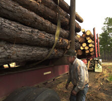 Pine Harvesting