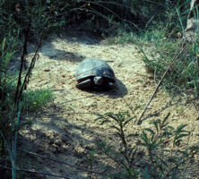 Gopher Tortoise