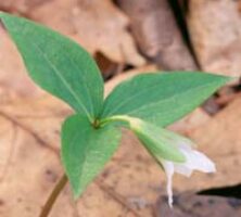 Trillium persistens