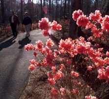 Columbia Azalea