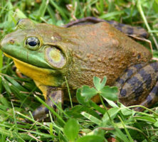 Bullfrog