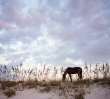 Dunes, Cumberland Island