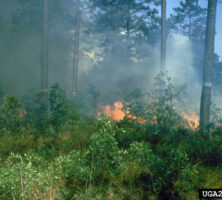 Prescribed Fires