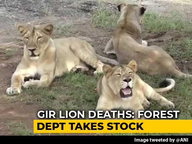 Video : Teams Formed For Lion Rescue In Gujarat After Carcasses Of Big Cats Found