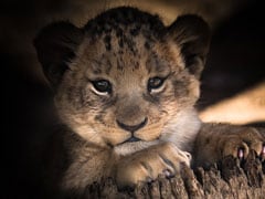 4 Lion Cubs, Black Leopard Cub Rescued From Ukraine Reach Poland Zoo