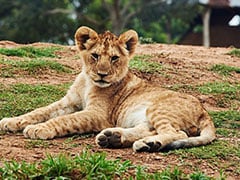 Lioness Gives Birth To 2 Cubs In UP's Etawah Lion Safari, 1 Stillborn