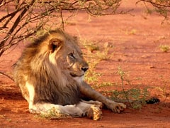 Man Who Allegedly Tried To Steal Cub Killed By Lion In Ghana