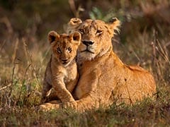 Lion, Cub Found Dead In Gujarat's Gir Forest