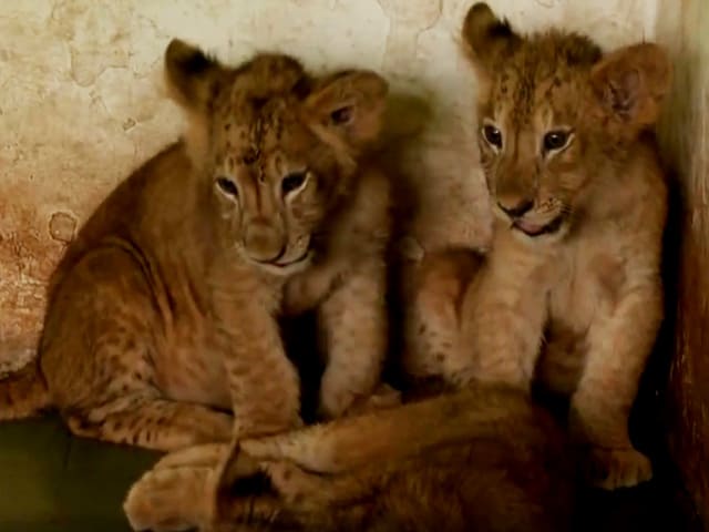 Video : 3 Adorable Lion Cubs Are Surat Zoo's Newest Residents