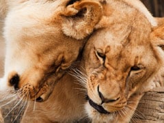 Lion Attacks Lioness, Kills Her In Front Of Horrified Visitors At UK Safari Park