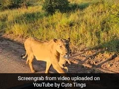 Video: Lioness Carries Newly Born Lion Cub In Mouth Through Traffic