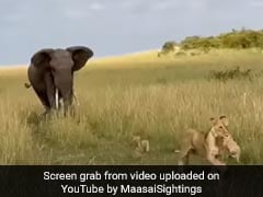 Watch: Lioness Runs When An Elephant Charges While She Was With Her Cubs