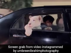 Lion Cub Sits In Backseat Of A Car In Pakistan, Internet Angry