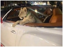 Watch: Tourist In Thailand Spotted Driving Bentley With Lion Cub In Backseat, Probe Launched