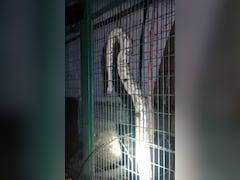 Giant Python Gets Into Power House In Lucknow, Causes Outage