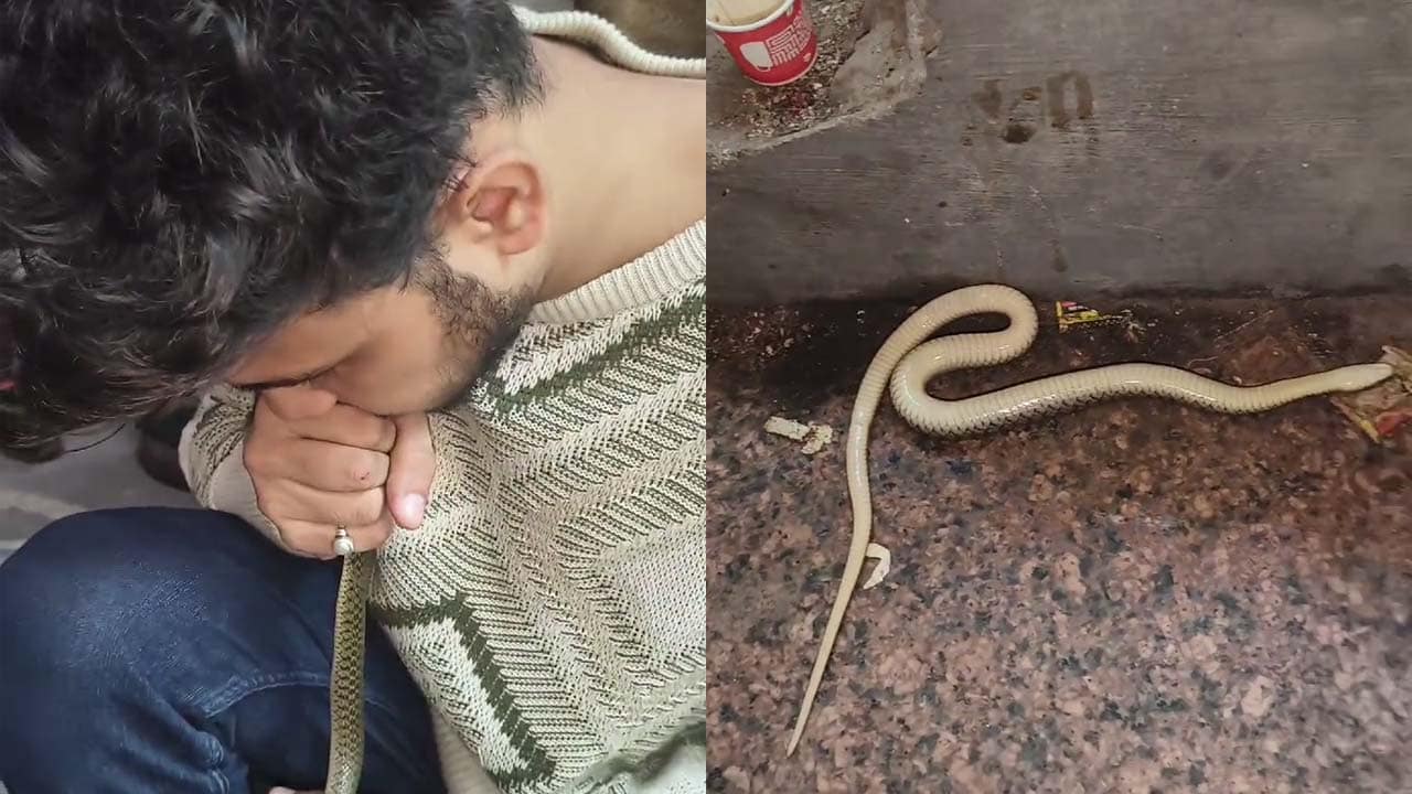 Video : Gujarat Man Saves Snake By Giving It CPR