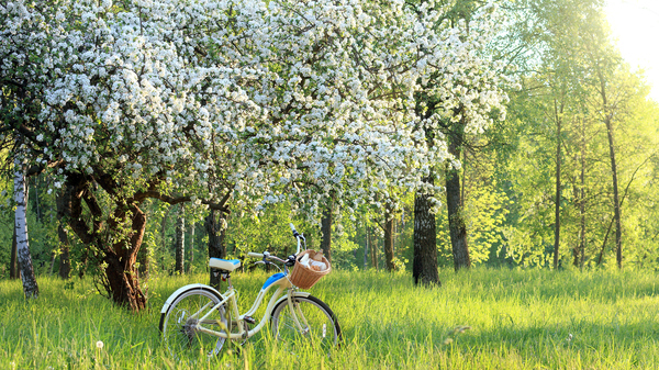 Spring: Flowering fruit tree in garden