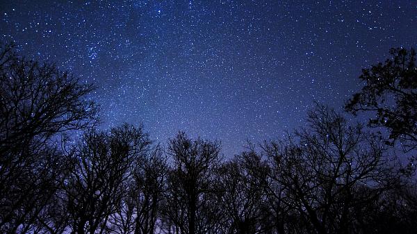 Dark New Moon night with the star filled sky in the background and fir trees in the foreground.