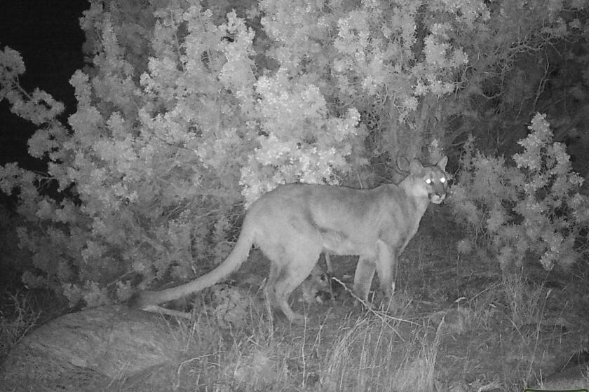 A mountain lion in Joshua Tree National Park taken by a motion camera