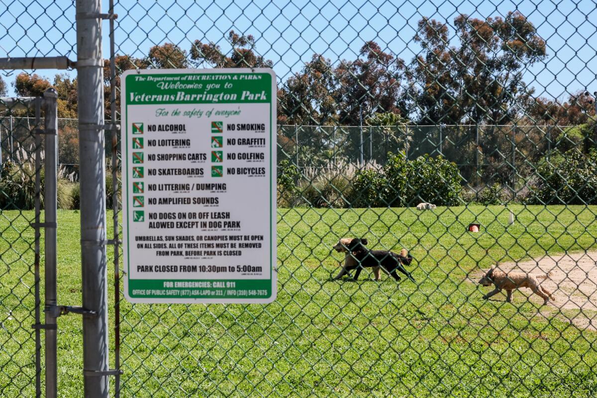 Dogs run free on a baseball field behind a fence